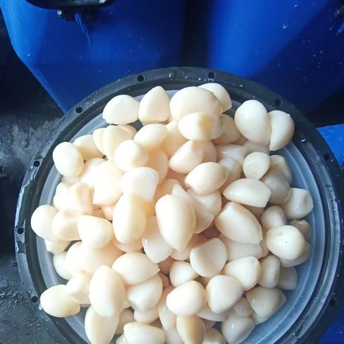 Garlic In Brine With 25kg/drum