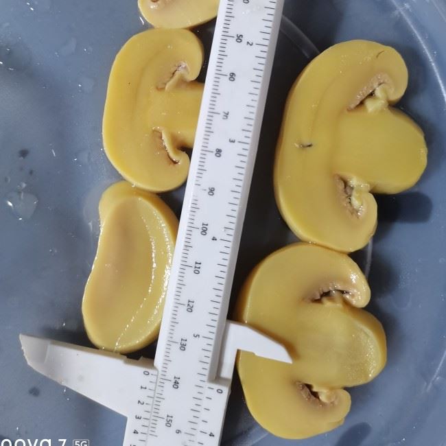 Mushroom In Brine In Barrel For export 